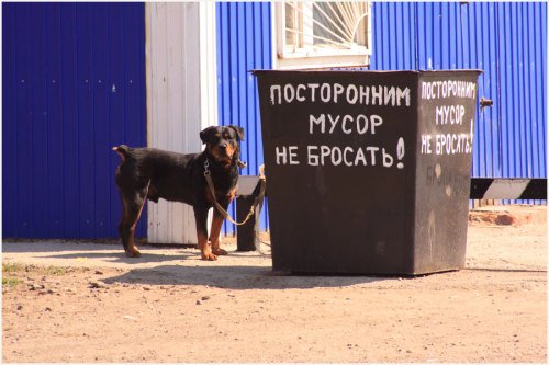 смешные прогулки